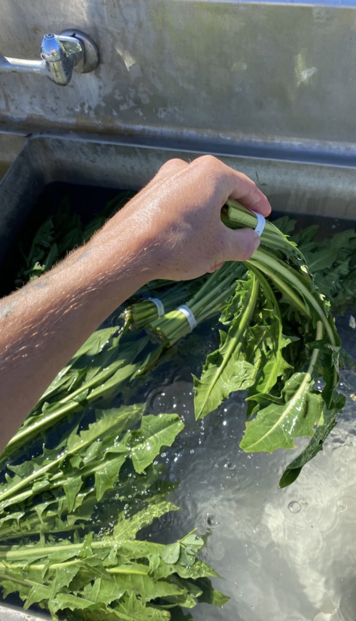 a handful of dandelion leaves in my hand, being washed in a steel sink of clear water.